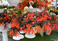 Bossa Nova Night Fever Papaya from Flora Nova (sold by Syngenta in North America), for example. It is claimed to be the first begonia boliviensis from seed with dark leaves. The dark leaves and bright flowers result in a large color contrast.